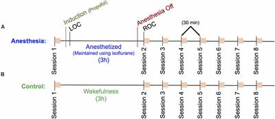 Distinct and Dissociable EEG Networks Are Associated With Recovery of Cognitive Function Following Anesthesia-Induced Unconsciousness